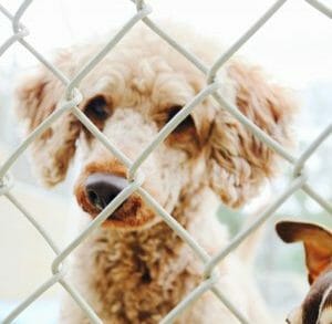 Living Free Animal Sanctuary – Giving rescued dogs and cats a second chance  at life.