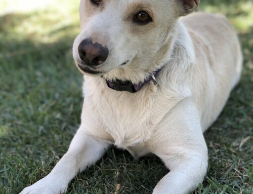 Happy Tails Story: Ghost